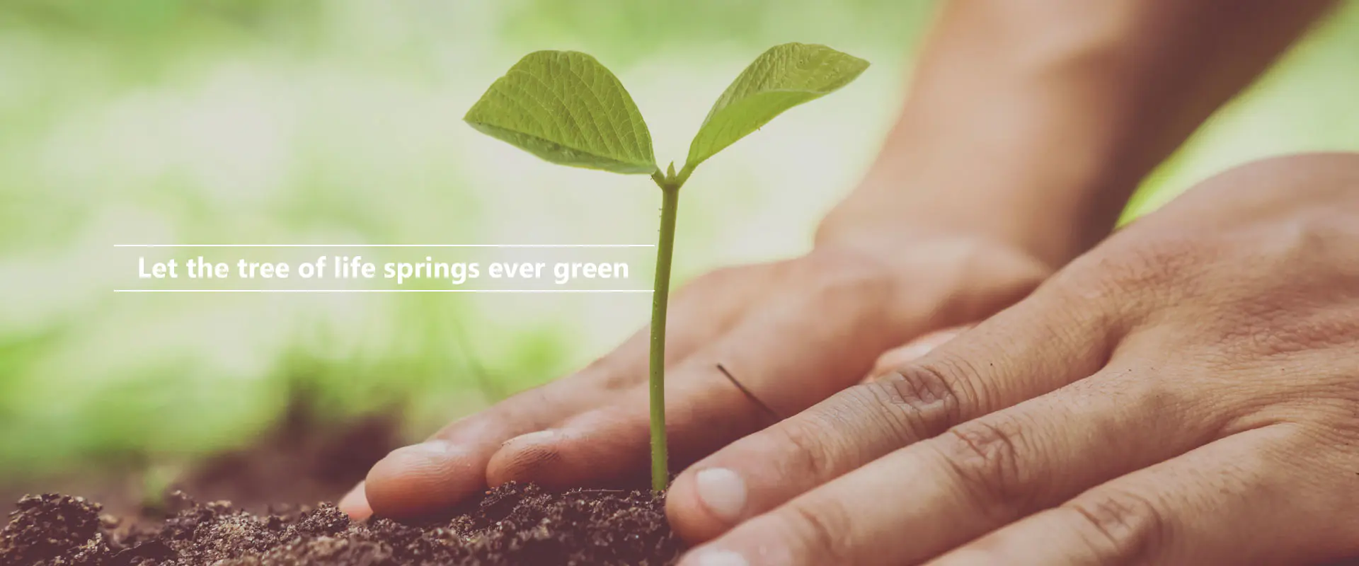 Que l'arbre de vie jaillisse toujours vert